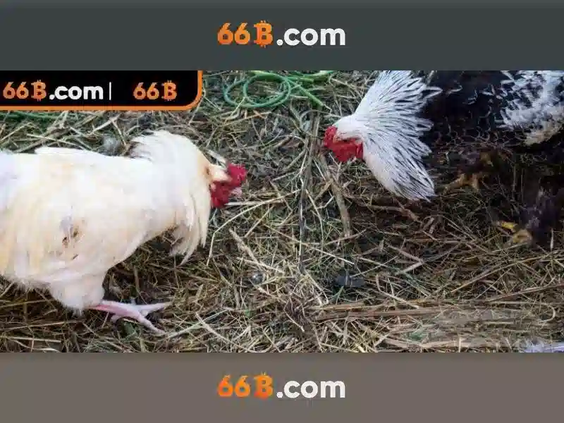 66b: một mô hình ngôn ngữ lớn cho thời đại AI Giao diện nhà cái hoàn hảo