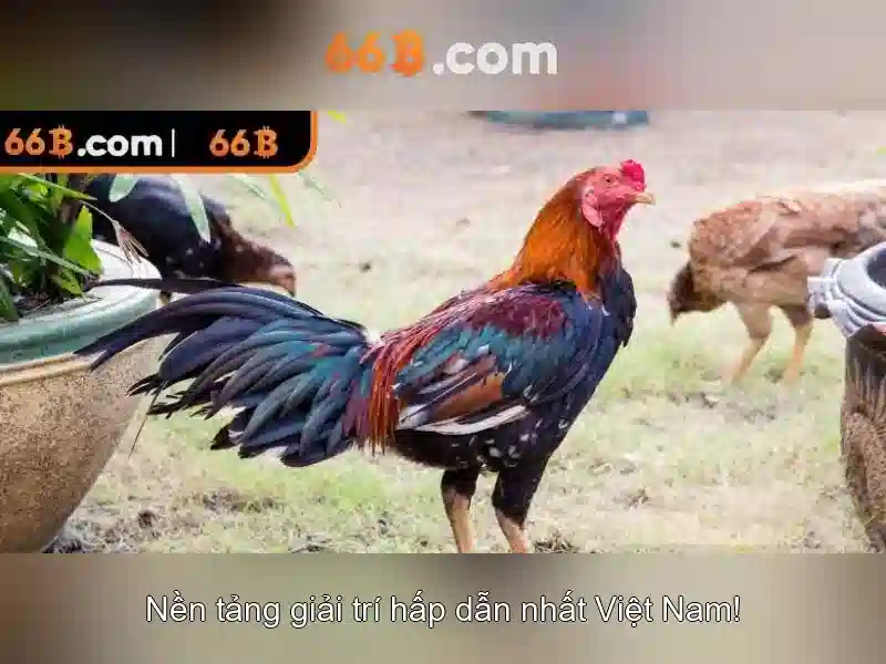 Giới thiệu về 66B